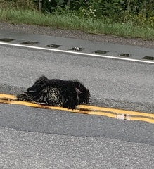 Erethizon dorsatum dorsatum