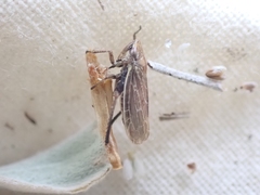 Bathysmatophorini