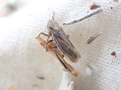 Bathysmatophorini