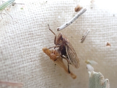 Bathysmatophorini