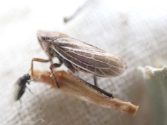 Bathysmatophorini