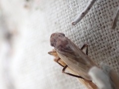 Bathysmatophorini