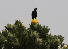 Leucospermum conocarpodendron conocarpodendron