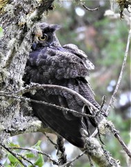 Bubo virginianus saturatus