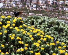 Leucospermum conocarpodendron conocarpodendron
