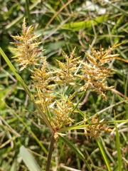 Cyperus esculentus leptostachyus
