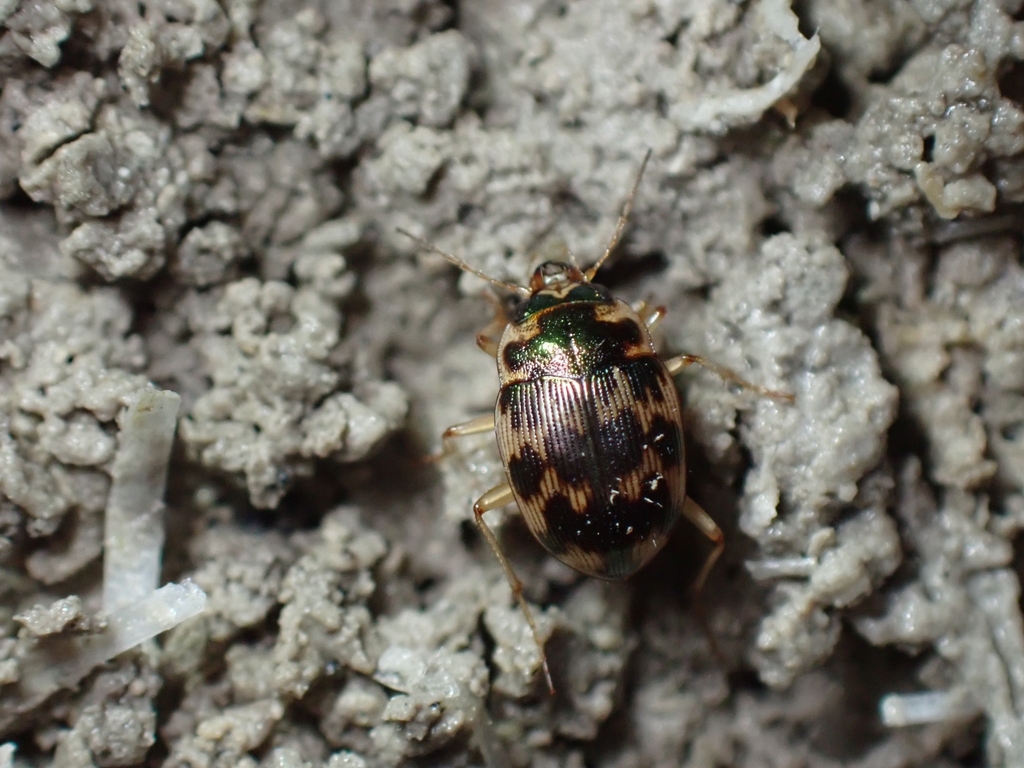 Oval Round Sand Beetle