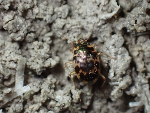Oval Round Sand Beetle