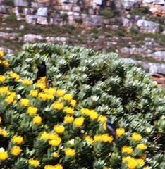Leucospermum conocarpodendron conocarpodendron