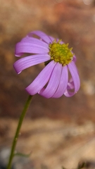 Brachyscome sieberi