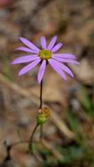 Brachyscome sieberi