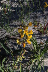 Lebeckia