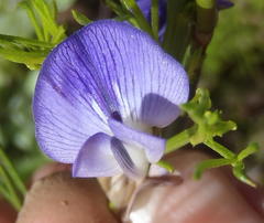 Psoralea azuroides