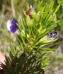 Psoralea azuroides