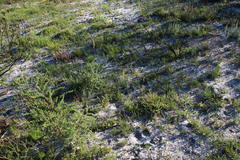 Lebeckia