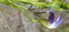 Psoralea azuroides