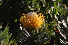 Leucospermum conocarpodendron conocarpodendron