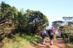 Leucospermum conocarpodendron conocarpodendron