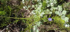 Psoralea azuroides