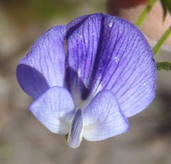 Psoralea azuroides