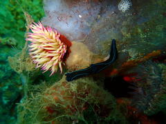 Tambja capensis