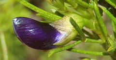Psoralea azuroides