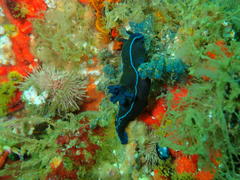 Tambja capensis
