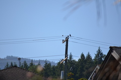 Patagioenas fasciata