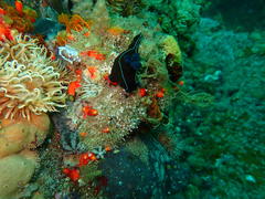 Tambja capensis
