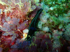 Tambja capensis