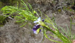 Psoralea azuroides