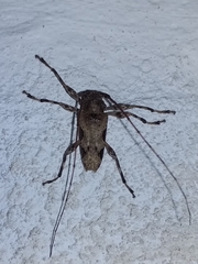 Oreodera bituberculata