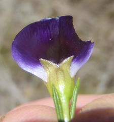 Psoralea azuroides
