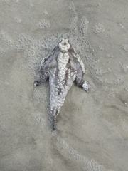 Ogcocephalus