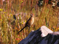 Sphenoeacus afer afer