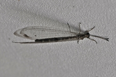 Nemoleontini