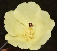 Hibiscus elegans