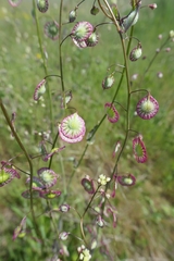 Thysanocarpus radians