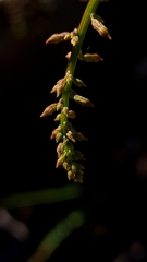 Stackhousia viminea
