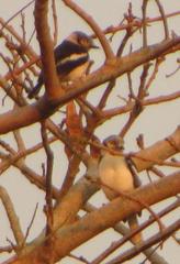 Prionops plumatus poliocephalus