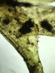 Najas flexilis
