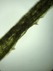 Najas flexilis