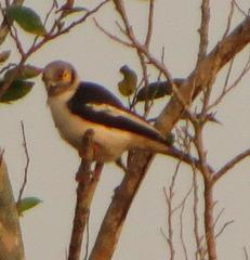 Prionops plumatus poliocephalus