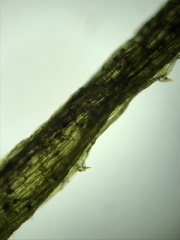 Najas flexilis