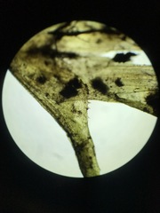 Najas flexilis