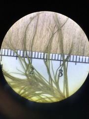 Najas flexilis