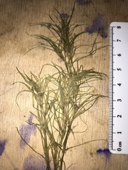 Najas flexilis