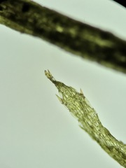 Najas flexilis