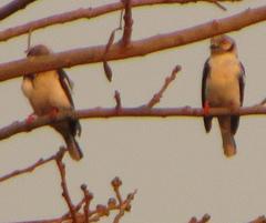 Prionops plumatus poliocephalus