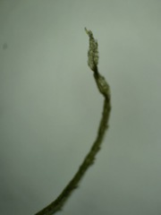 Najas flexilis